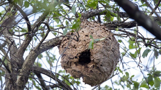 Researchers develop AI capable of detecting invasive insect before it wreaks havoc: 'The results were encouraging'