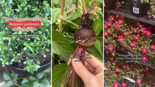 Gardener shares a key growing tactic that can make or break your plants: ‘One of the biggest mistakes that beginners make’
