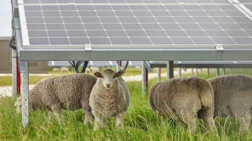 Farmers discover innovative new way their land can pull double duty: 'It doesn't have to look the way it did when your grandparents started farming'