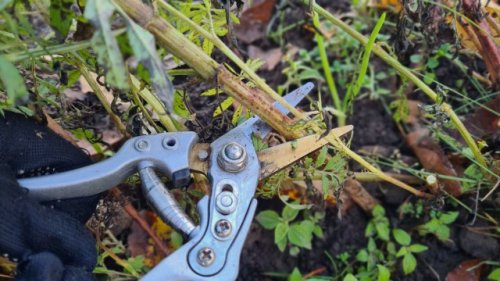 Homeowner warns against planting common garden herb after learning this lesson the hard way: 'By far my biggest gardening mistake'