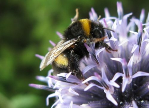 Homeowner witnesses strange behavior from bees buzzing in their garden: ‘I’ve never seen them … like that’