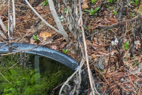 Homeowner excited to discover creatures mating in backyard pond: 'We will have our first babies this year'