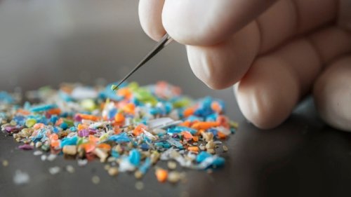 Scientist makes disturbing new discovery while studying effects of microplastics: ‘To us, this was striking’