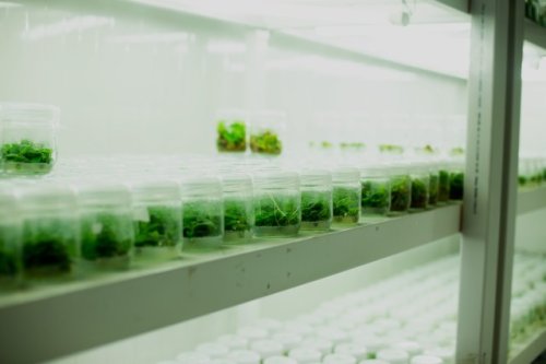 Scientists make critical discovery after using medication to manipulate plant growth: 'A winning solution for the environment and crop health'