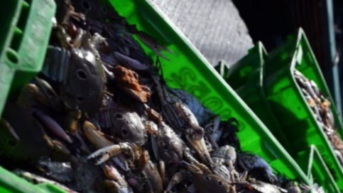 Family creates mouthwatering dish made from invasive species: 'Let's eliminate the threat by eating them'