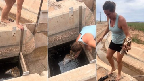 Wildlife rescuer swoops in to save owl trapped in well: ‘Who knows how long she’s been down there?’