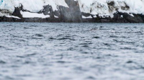 Scientists make alarming discovery after finding whales dead in icy waters