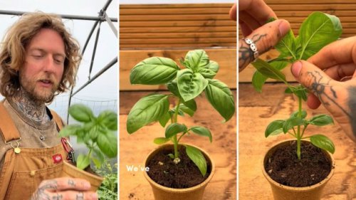 Expert gardener explains how to ‘double your basil’ every time you harvest: ‘My … plant literally exploded with new leaves’