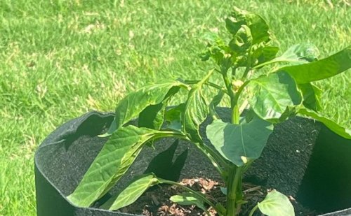 Homeowner stunned after spotting unexpected visitor resting in garden: 'Even my dogs leave 'em alone'