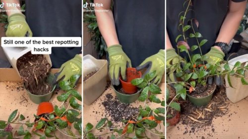 Gardener reveals how to avoid the big mistake most people make when repotting their plants: ‘This just changed my life’