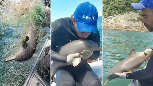 Heartwarming video captures kind fisherman saving baby dolphin from dangerous predicament: 'So precious'