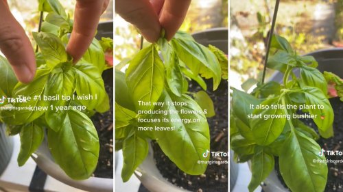Gardener shares simple technique for getting bigger, bushier basil plants: 'I wish I knew this 1 year ago'