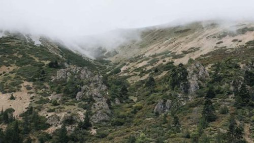 Scientists stunned as trail cameras capture astonishing creature moving through harsh Himalayan environment: 'First documentation'