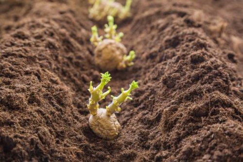 Farmers devastated by worst potato harvest in over 30 years — here's what's driving the collapse
