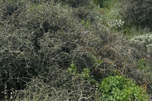 Ancient 13,000-year-old tree threatened by massive housing development program: 'We have this treasure that is not being protected'