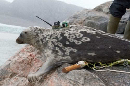 Hunters and scientists discover brand new type of seal lurking in Arctic waters: ‘There are only approximately 3,000 of these’