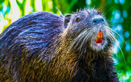 Multiple states overrun by 20-pound, orange-toothed invasive rodent: ‘This is a real issue, and we have to act quickly’