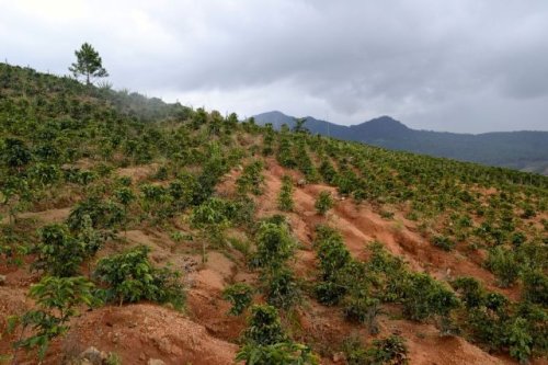 Experts share devastating update for coffee drinkers: ‘The entire sector is highly concerned’