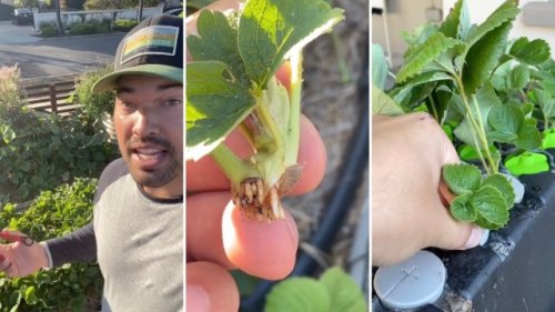 Garden pro shares strawberry technique that allows for 'infinite' fresh fruit: 'They do something very special…'