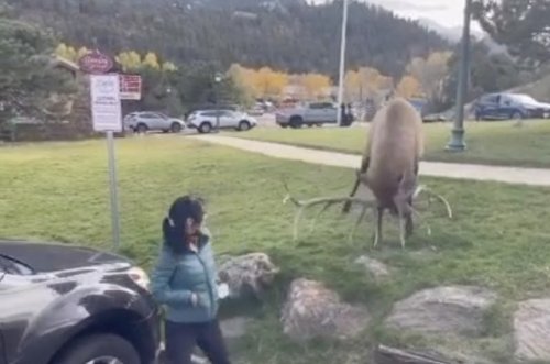 Video captures outrageously close encounter between elk and tourist at Estes Park in Colorado: ‘It’s hard to watch’