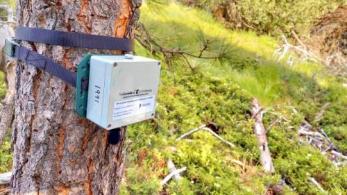 Scientists make startling discovery after reviewing 700,000 hours of forest sounds: 'It's sort of a blueprint'
