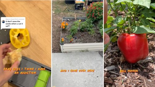 Gardener shares an incredibly simple hack for growing a ‘pepper palace’: ‘It feels illegal…’