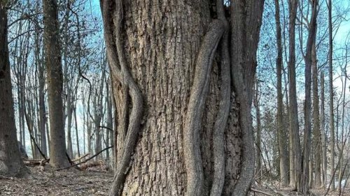 Volunteer shares impressive before-and-after photos of tree-saving project: 'If those trees could talk'