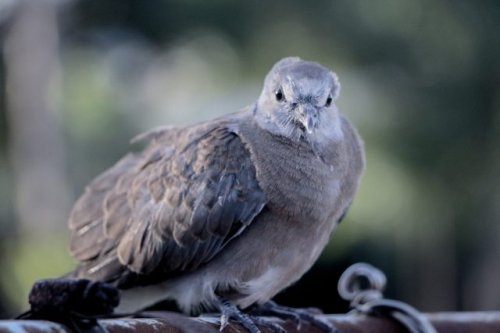 Scientists issue warning after making disturbing find in bird species: 'An urgent need to address'