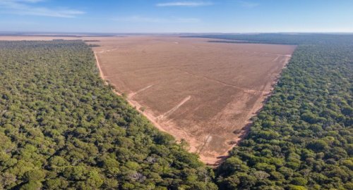 Damning report investigates claims of illegal deforestation — here are the major corporations involved