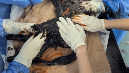 Wildlife rescuers share jaw-dropping photos of fox rescued from pit of thick, black oil: 'I've never seen anything like it'