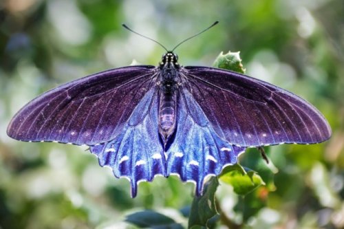 Man single-handedly repopulates stunning endangered butterfly species: ‘Start in your very own backyard’