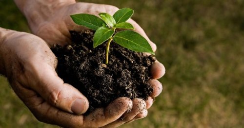 Researchers develop game-changing device that could transform agriculture: 'A big step forward'