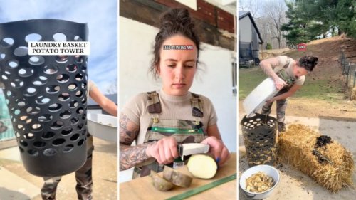 Gardener shares brilliant hack for harvesting potatoes with zero digging: 'I've done it like this for three years now'