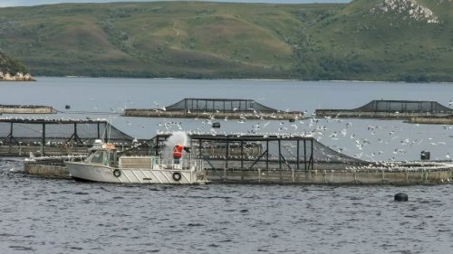 Salmon farms under pressure amid ‘catastrophic’ impact on dwindling species: ‘A high risk of extinction … in the near future’