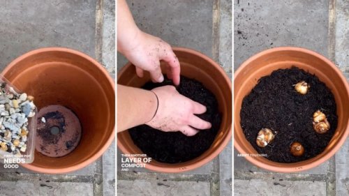 Gardener reveals easy ‘lasagna’ potting method to ensure plentiful spring bloom: ‘You can plant them from now till November’