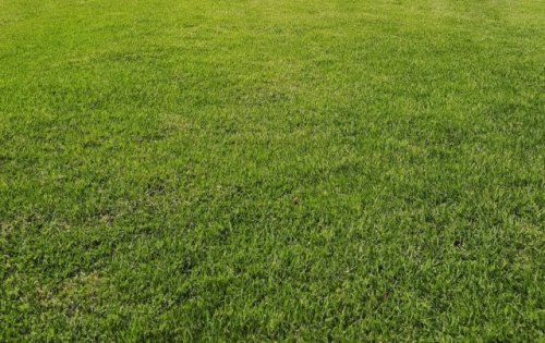 Homeowner shares progress photo after converting grass lawn to unorthodox ground cover: 'I would love to do this'