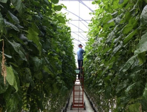 This ultra-high-tech farm can produce 30 times more food than traditional fields — and it might change produce forever