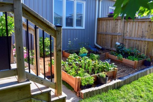 New law sticks it to heavy-handed HOAs in defense of home gardeners: ‘I can’t believe it took them this long’