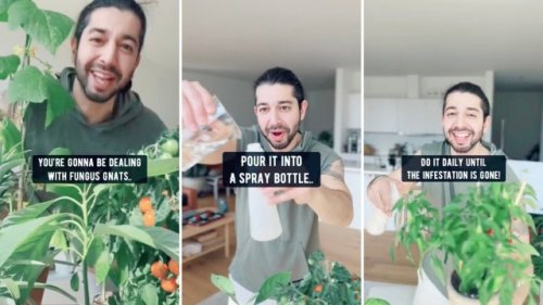 Plant parent shares easy, two-ingredient solution for annoying fungus gnats: ‘I’ve been waiting for this tip’
