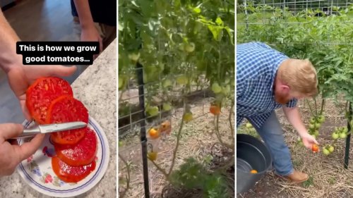 5 secrets to grow your best tomatoes ever