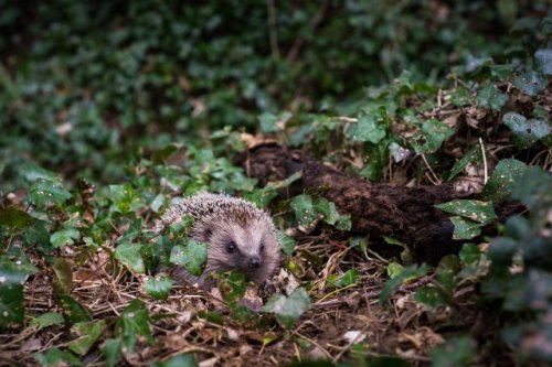 Scientists turn to artificial intelligence for help monitoring hedgehog populations: 'We need to understand where they are and why they're declining'
