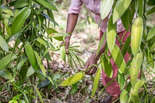 Scientists develop innovative game to help farmers with difficult decisions: 'Deeply understand the value'