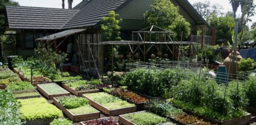 Family reveals how they grow 6,000 pounds of food a year on just 1/10 of an acre: ‘Farming is full of ups and downs’