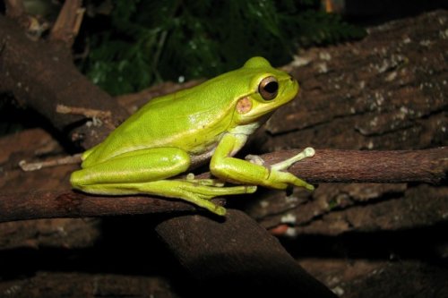 Researchers make worrisome discovery while studying Amazon tree frogs: 'Many of these species could disappear'