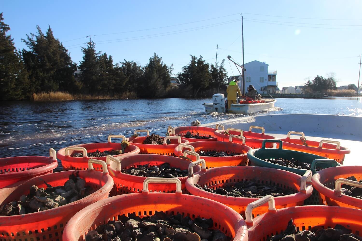 Once destined for raw bars, 5 million oysters are being rerouted to coastal restoration efforts