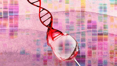 Is Genetic Engineering the Key to Making Perfect Wine?