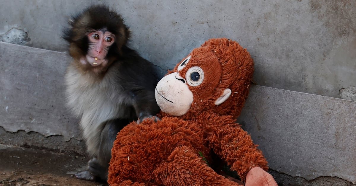 American Tourists Arrested After Breaking Into Famed Monkey’s Enclosure