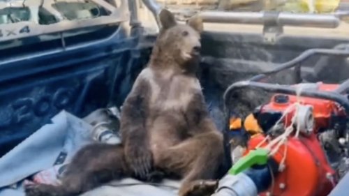 Bear Cub Tripping Balls on Hallucinogenic ‘Mad Honey’ Rescued by Park Rangers