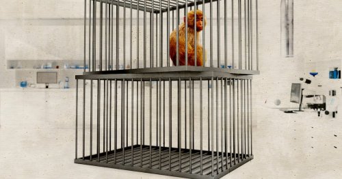 Harvard Will Euthanize Lab Animals after Trump Funding Cuts