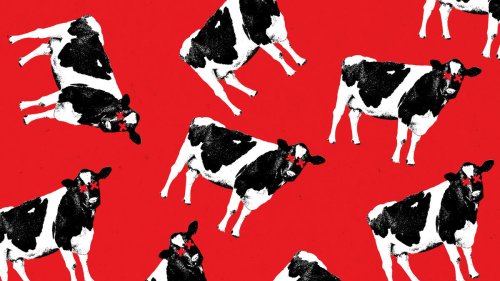 Trumpsters Claim Dead Cows Are Proof of a Nefarious Plot to Starve Americans